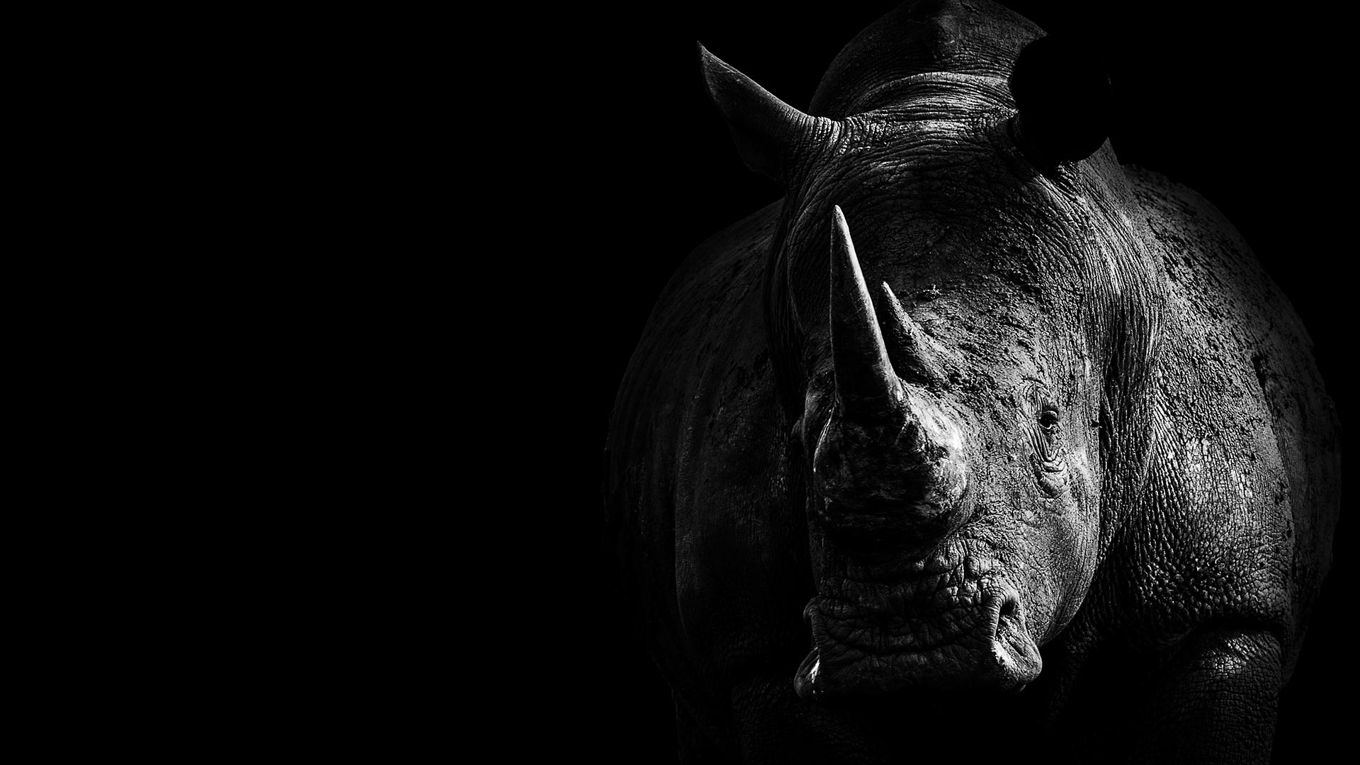 Rhino Health project